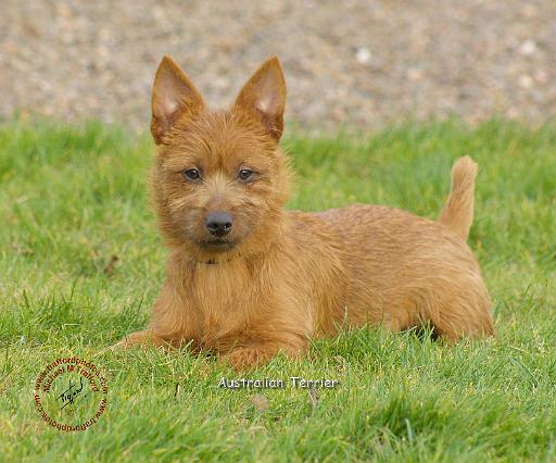 Australian Terrier 9P069D-020.JPG